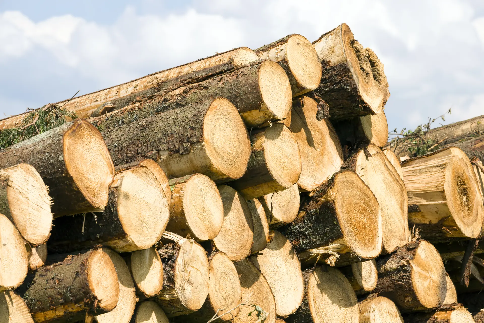 Hardwood vs Softwood: Which Should You Buy?