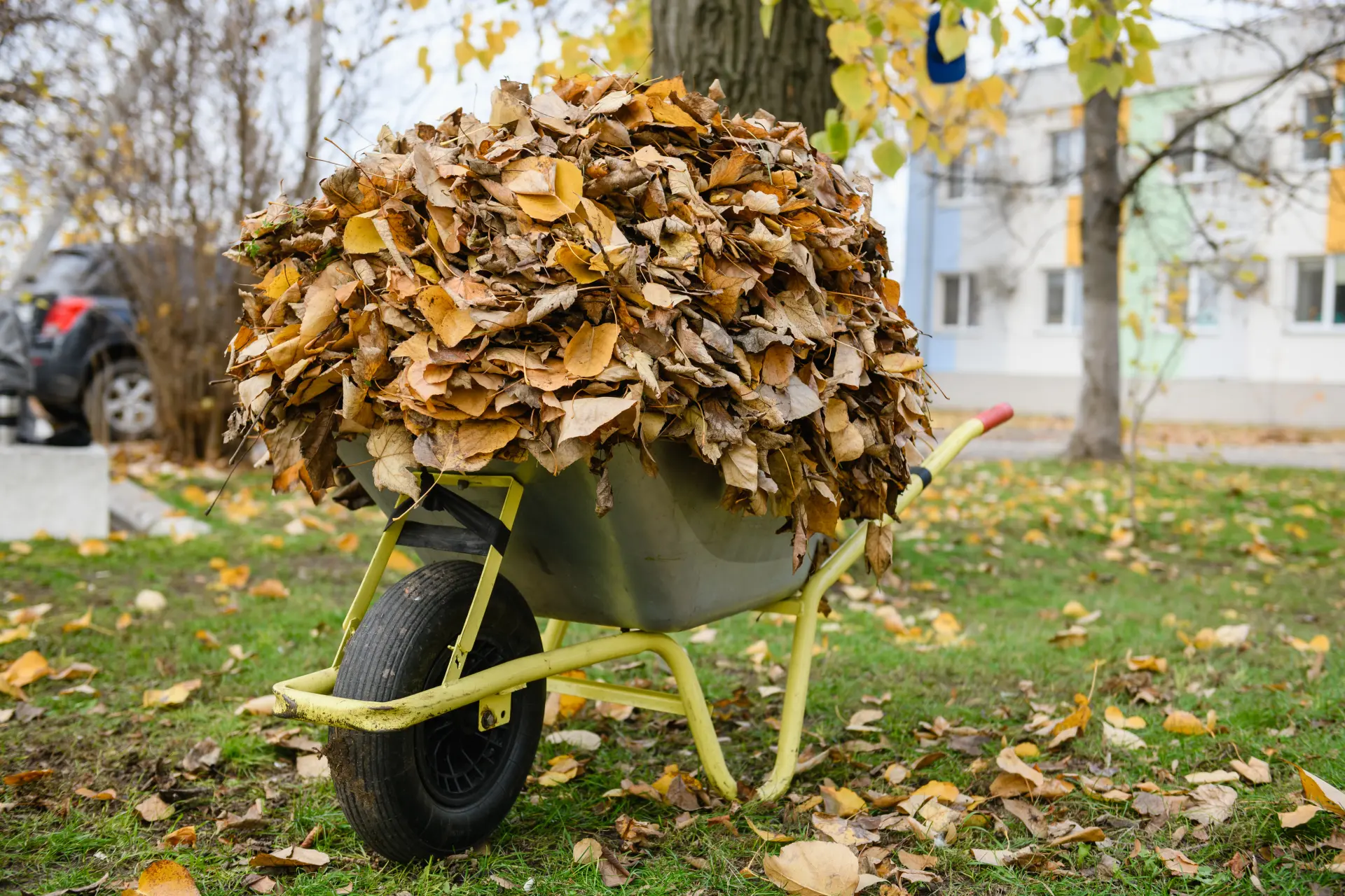How Garden Clearance Helps Plants Grow