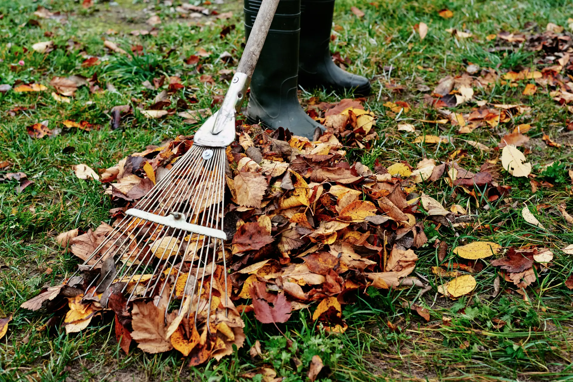 Garden Clearance - Making your Space Tidy